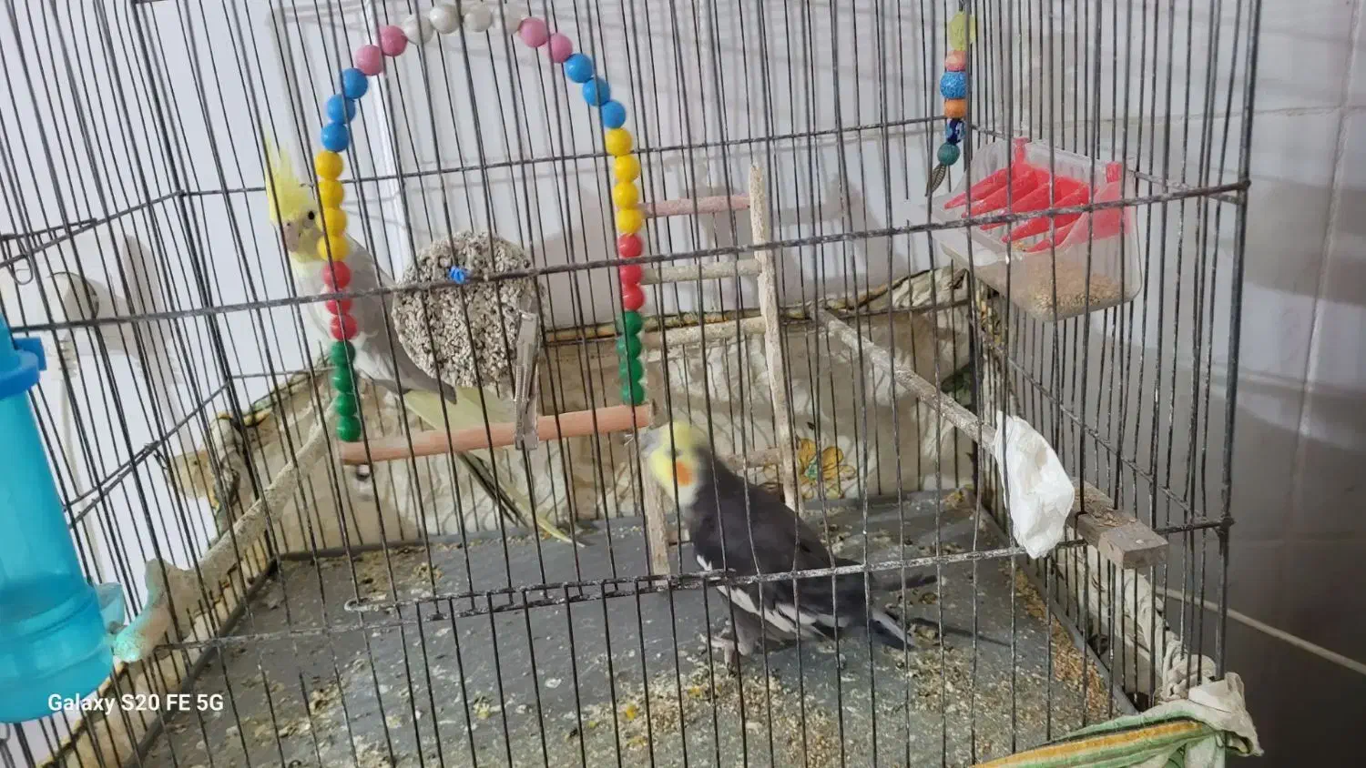 جفت عروس هلندی|پرنده|اسفراین, |دیوار