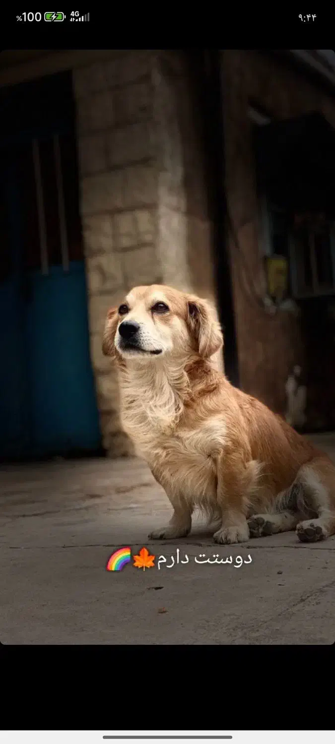 حیوان|حیوانات|مسجد سلیمان, |دیوار