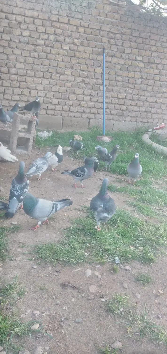 مسافتی|پرنده|باروق, |دیوار
