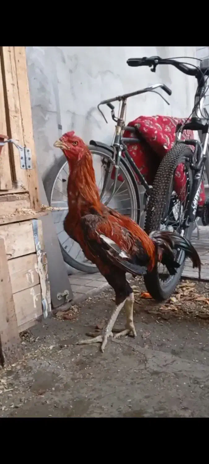 خروس لاری|حیوانات مزرعه|آزادشهر, |دیوار