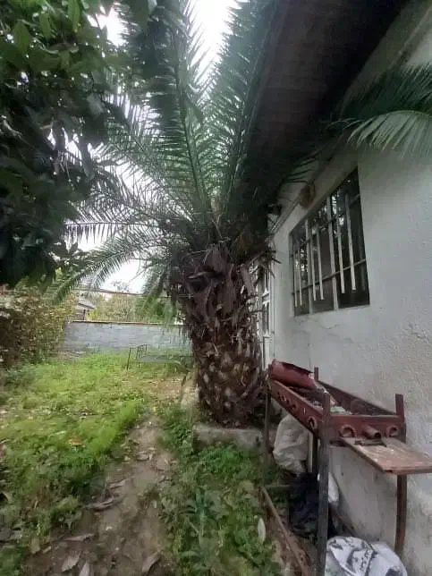 فروش نخل فونیکس|گل و گیاه طبیعی|عباس‌آباد, |دیوار