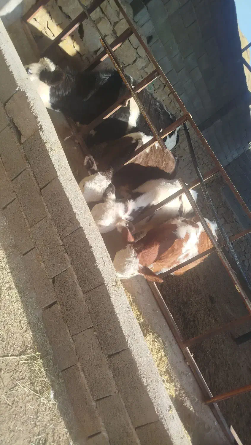 ۴ عدد طلیسه برای فروش|حیوانات مزرعه|ملکآباد, |دیوار