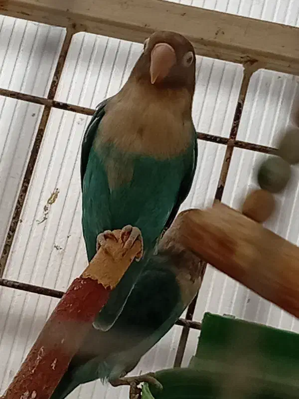 کوتوله|پرنده|شیراز, پشم شیشه|دیوار