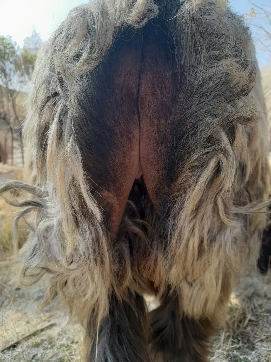 قوچ|حیوانات مزرعه|همایجان, |دیوار