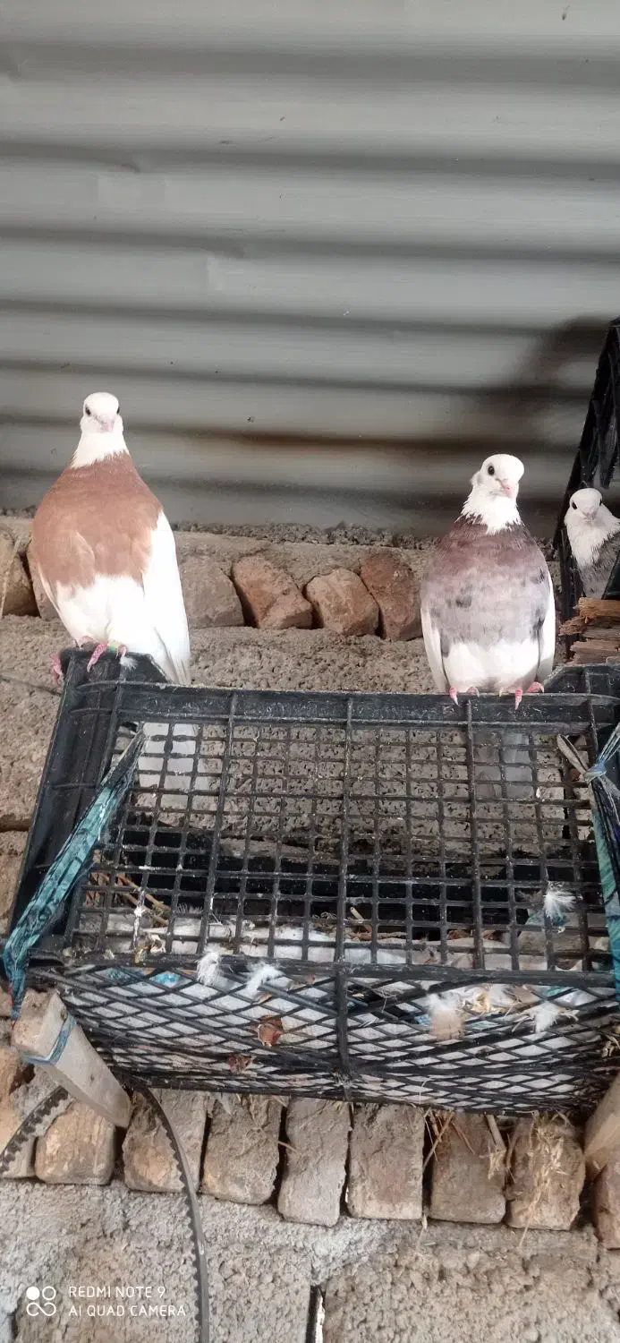 تعدادی طوقی دبال وکربلای و آلمانی پلاکی|پرنده|مینودشت, |دیوار