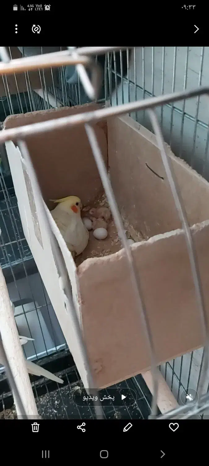 مولد عروس هلندی  لوتینو|پرنده|بهارستان, |دیوار