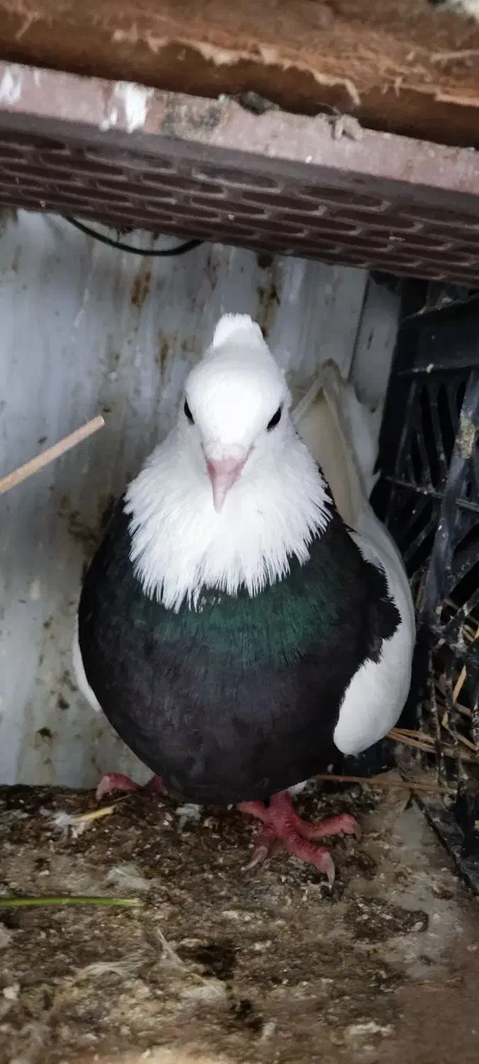 کبوتر|پرنده|اندیمشک, |دیوار