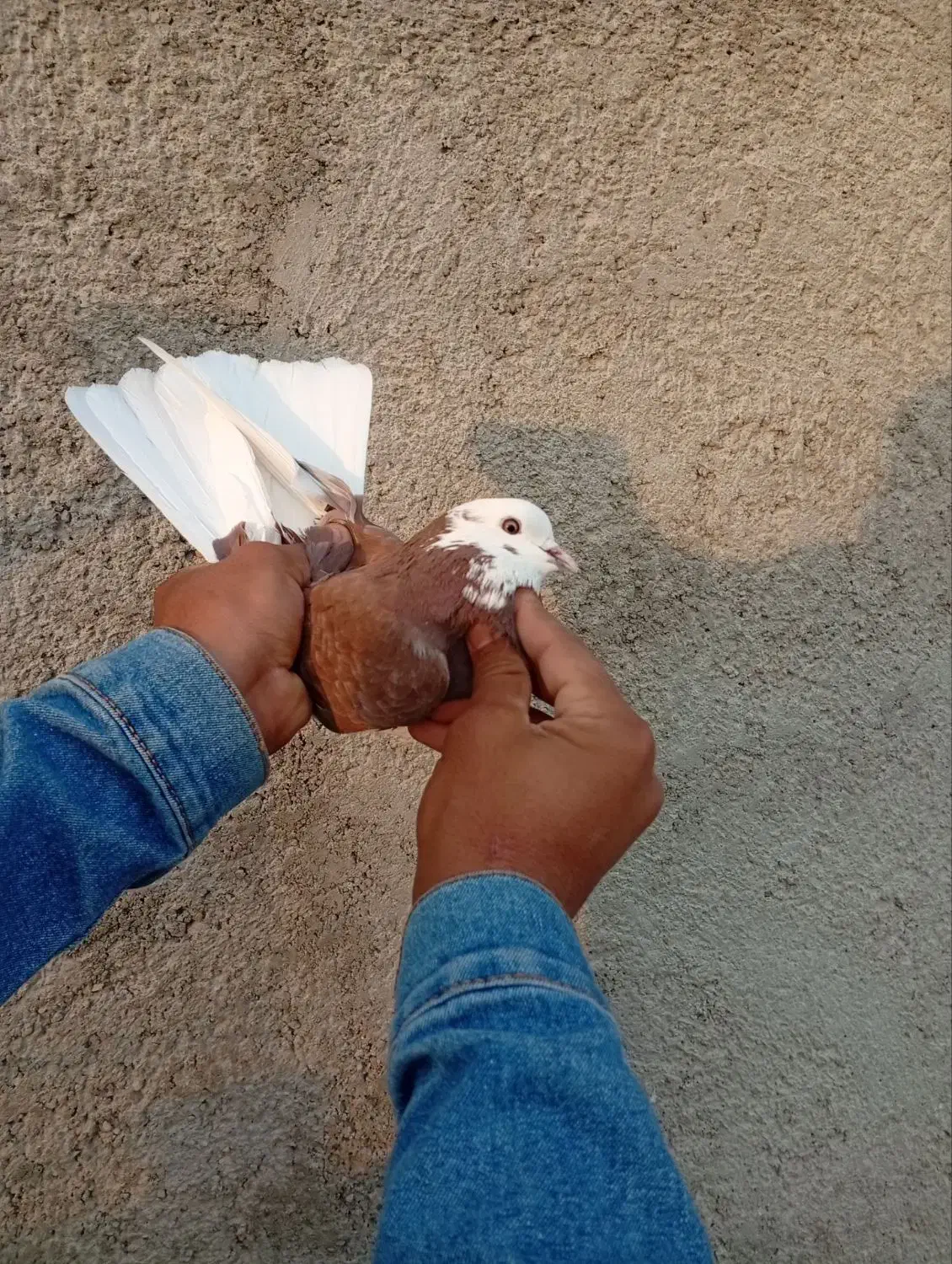 کفتر تهران|پرنده|پاکدشت, پاکدشت (مامازند)|دیوار