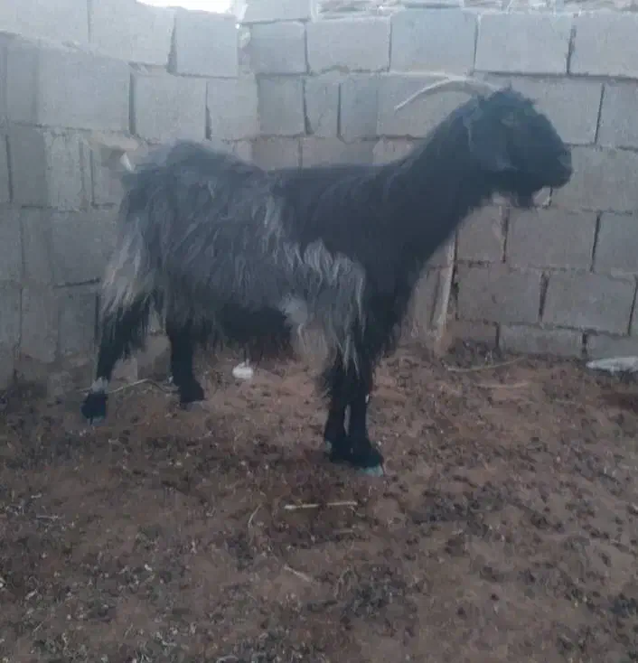 بز سالم و چاق|حیوانات مزرعه|ارم, |دیوار