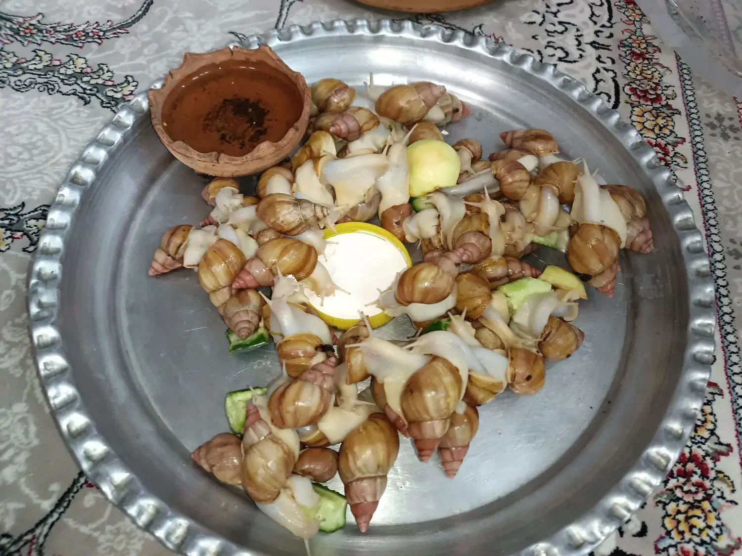 حلزون|خزنده|اصفهان, ارزنان|دیوار