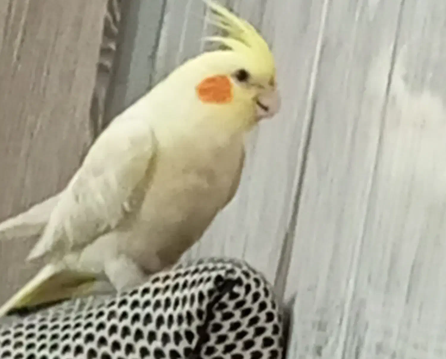 عروس هلندی گمشده|حیوانات|ساوه, |دیوار