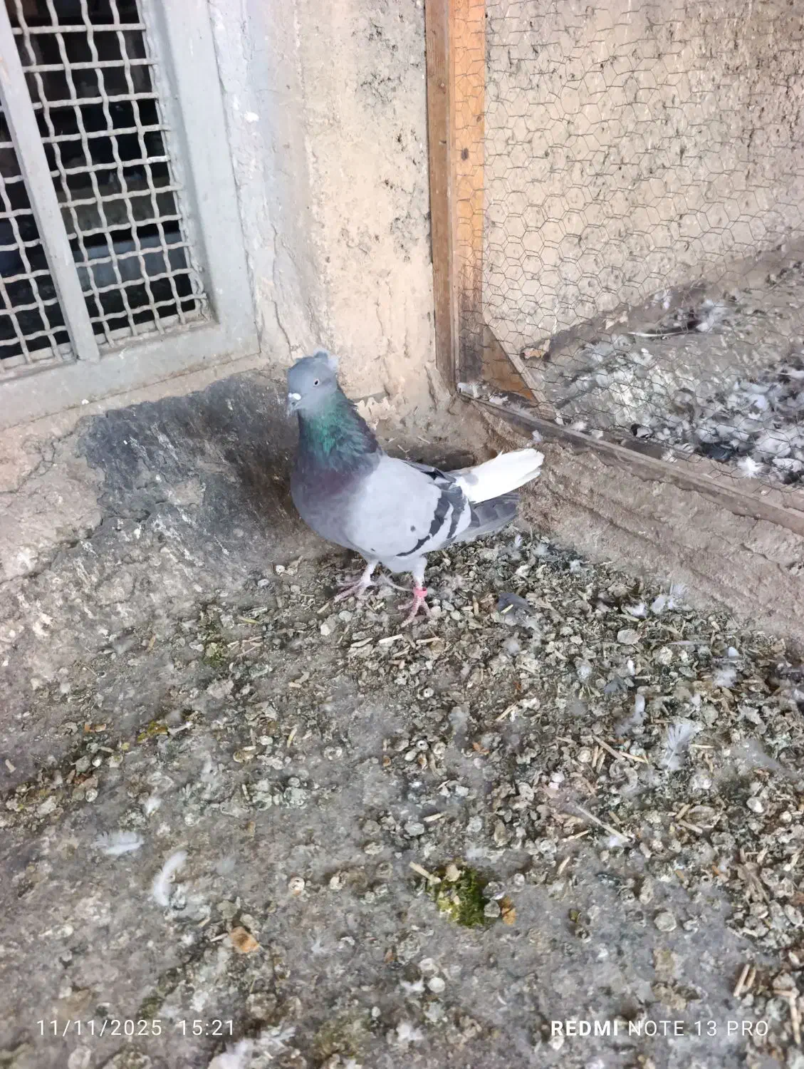 کبوتر اصفهانی|پرنده|خمینی‌شهر, |دیوار