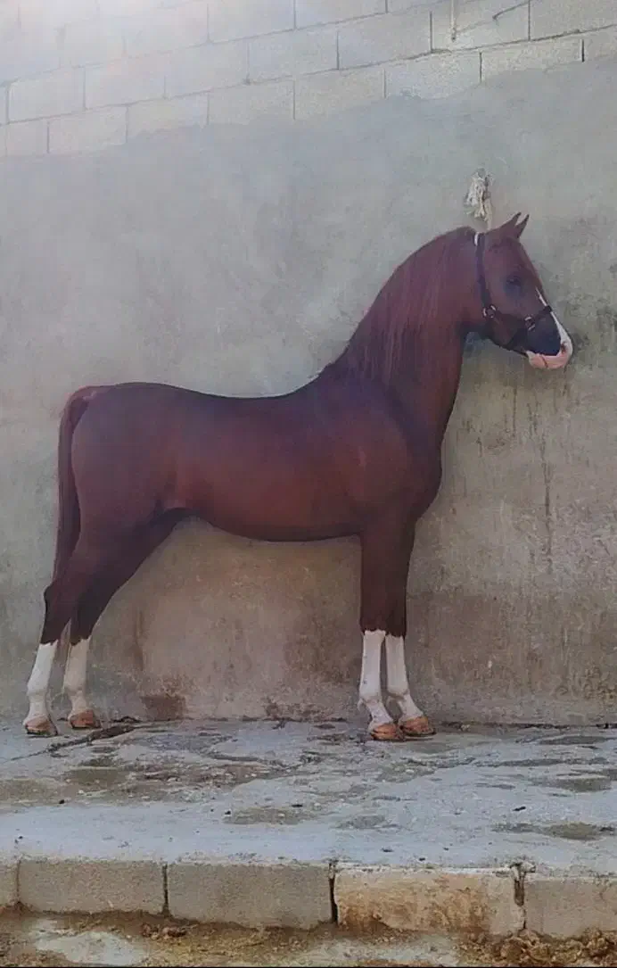 نریون ۳ساله ۵ نشان ..تحت تعلیم|اسب و تجهیزات اسب‌سواری|جهرم, |دیوار