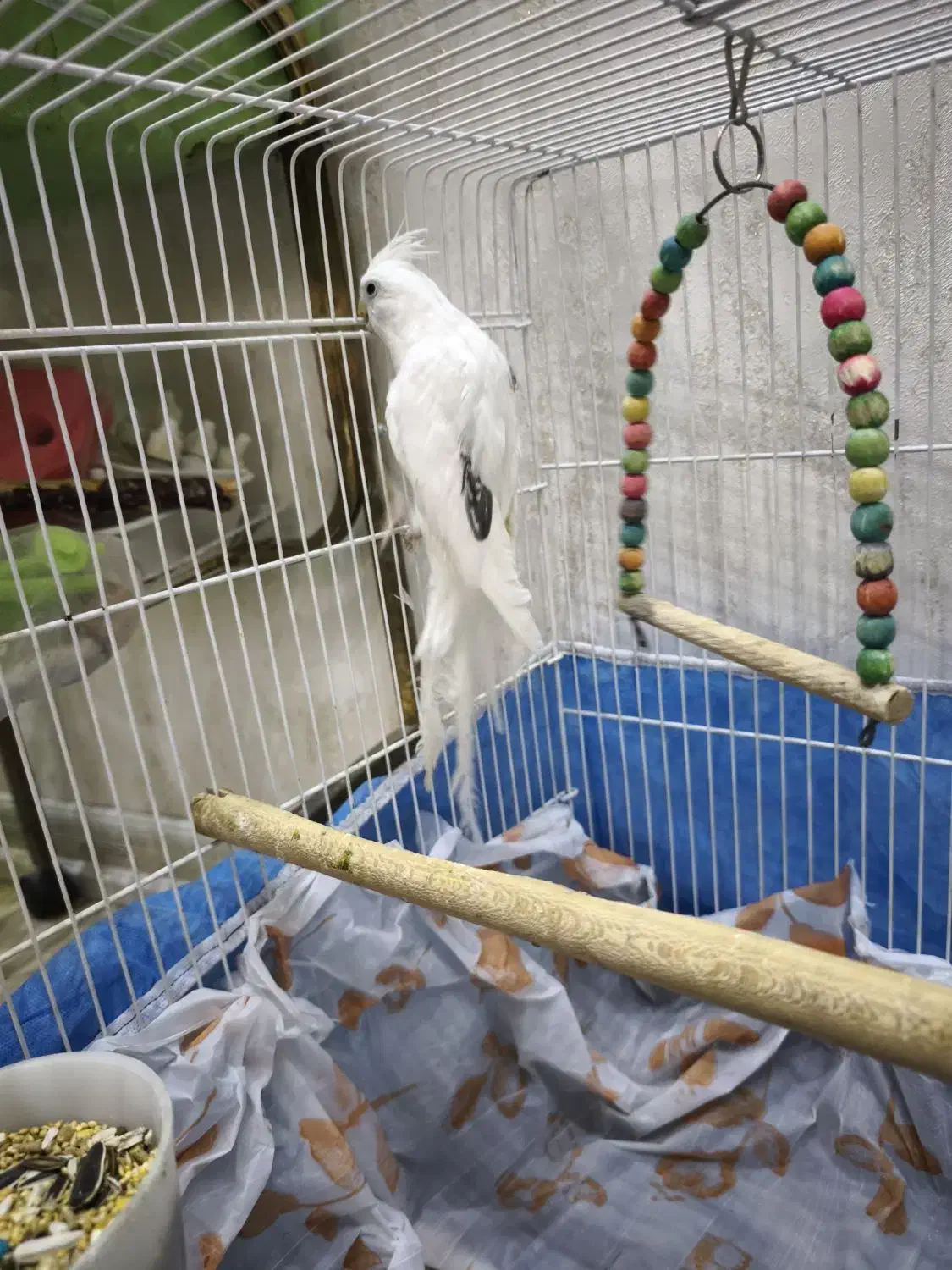 عروس هلندی سخنگو البینو|پرنده|شاهینشهر, فردوسی|دیوار