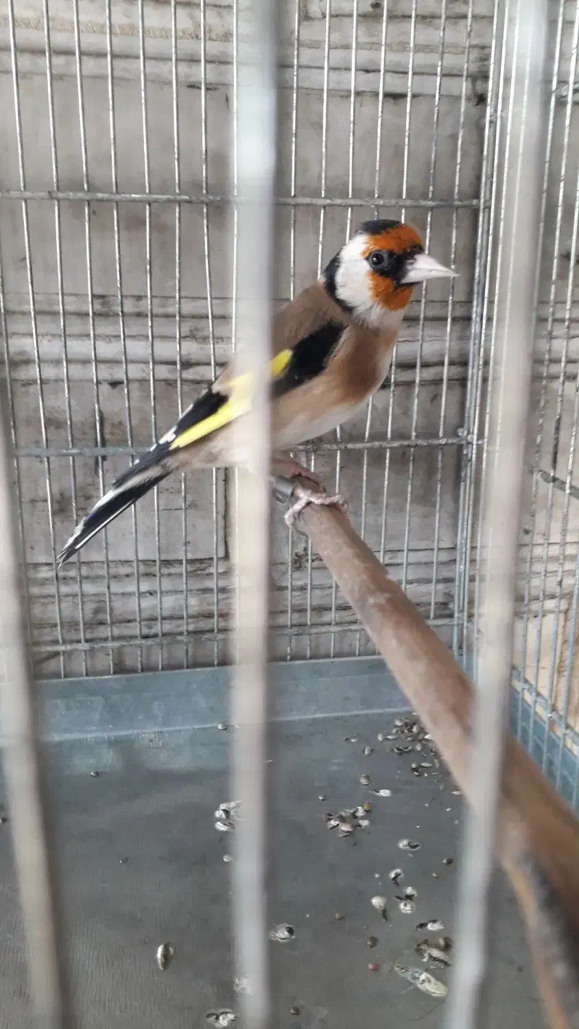 سهره نرمتولد قفس|پرنده|شهریار, شهرک امیریه|دیوار