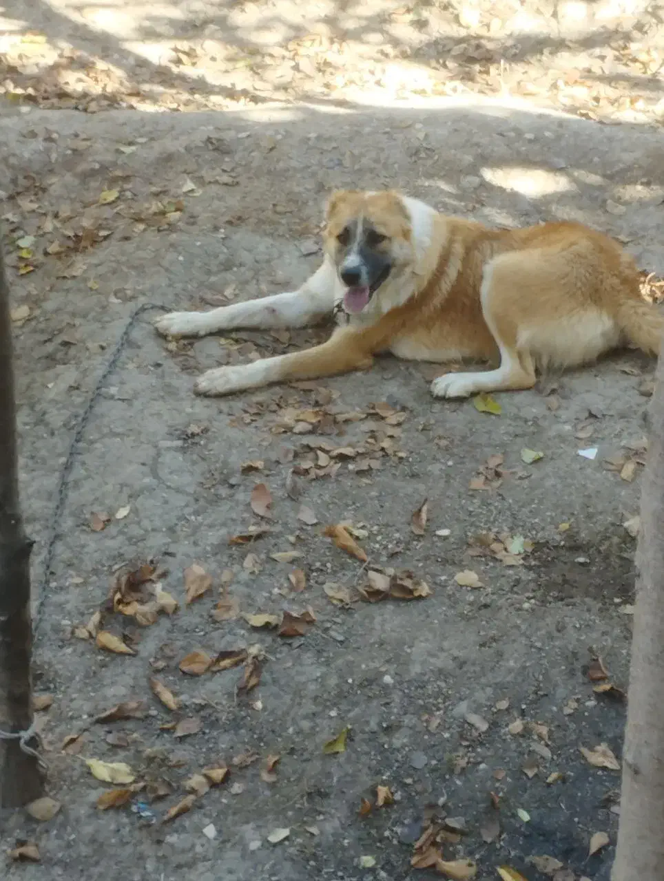 حیوانات|سگ|مینودشت, |دیوار