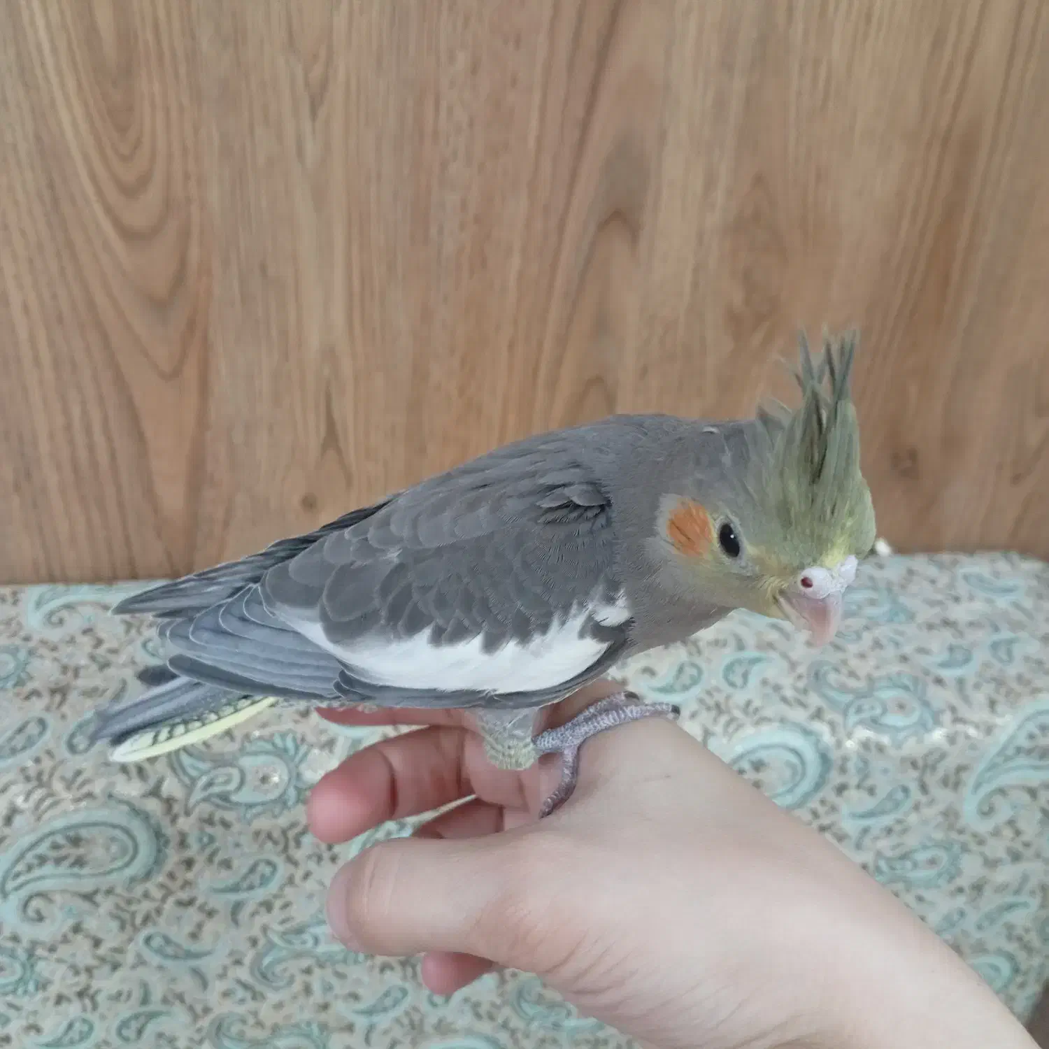 عروس هلندی|پرنده|تهران, شهرک صدرا|دیوار