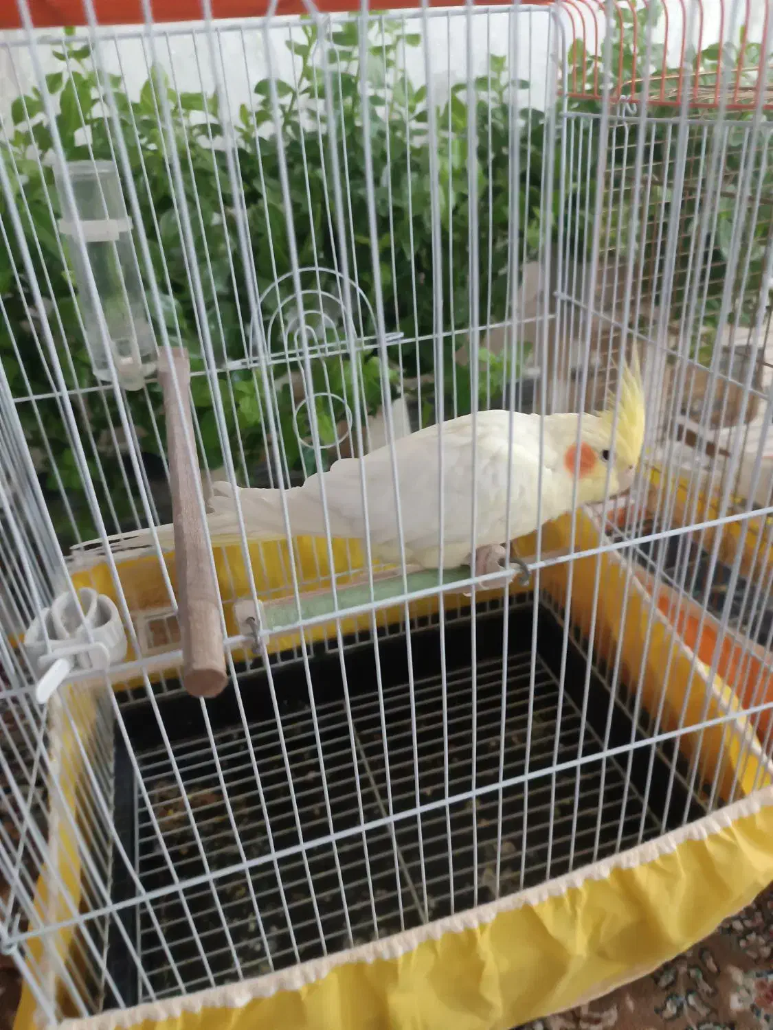 عروس هلندی لوتینیو زعفرانی ماده جوان|پرنده|کبودرآهنگ, |دیوار