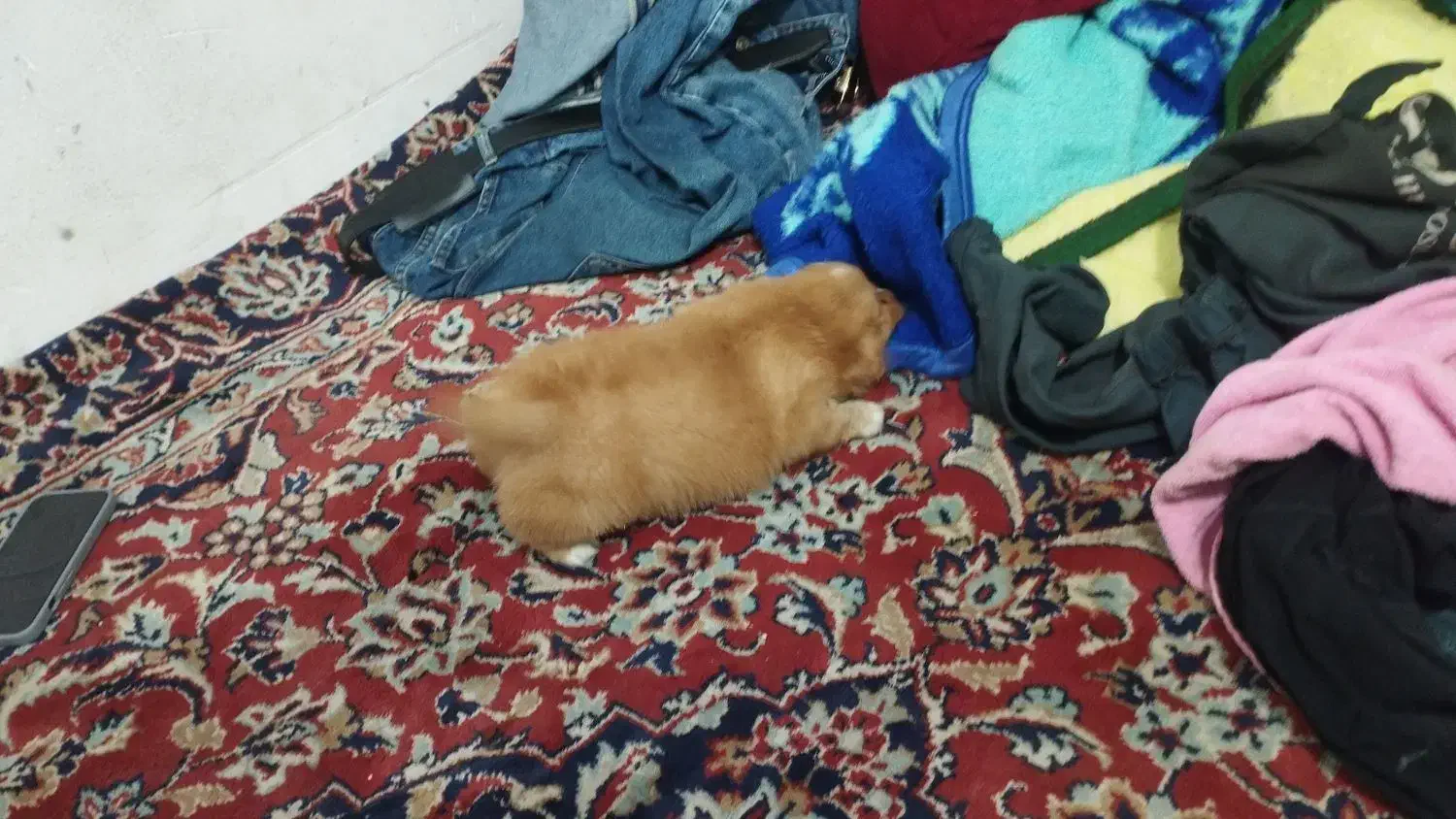 سگ پاکوتاه|سگ|قزوین, |دیوار