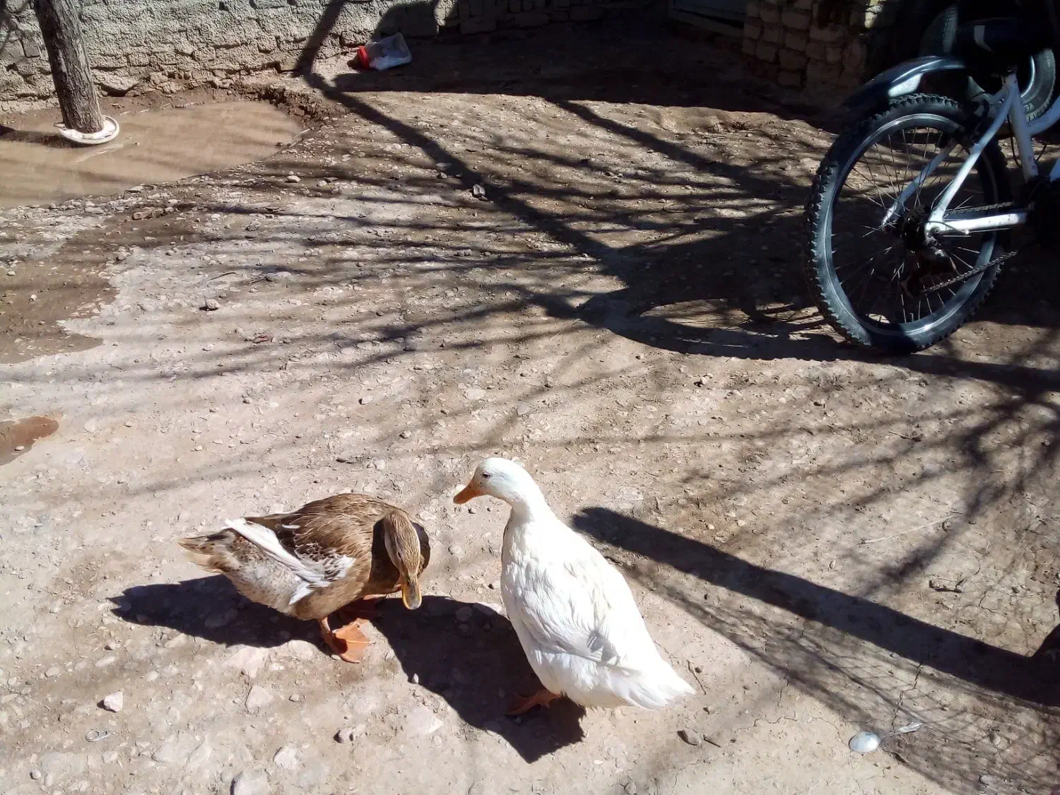 اردک محلی|حیوانات مزرعه|قیدار, |دیوار