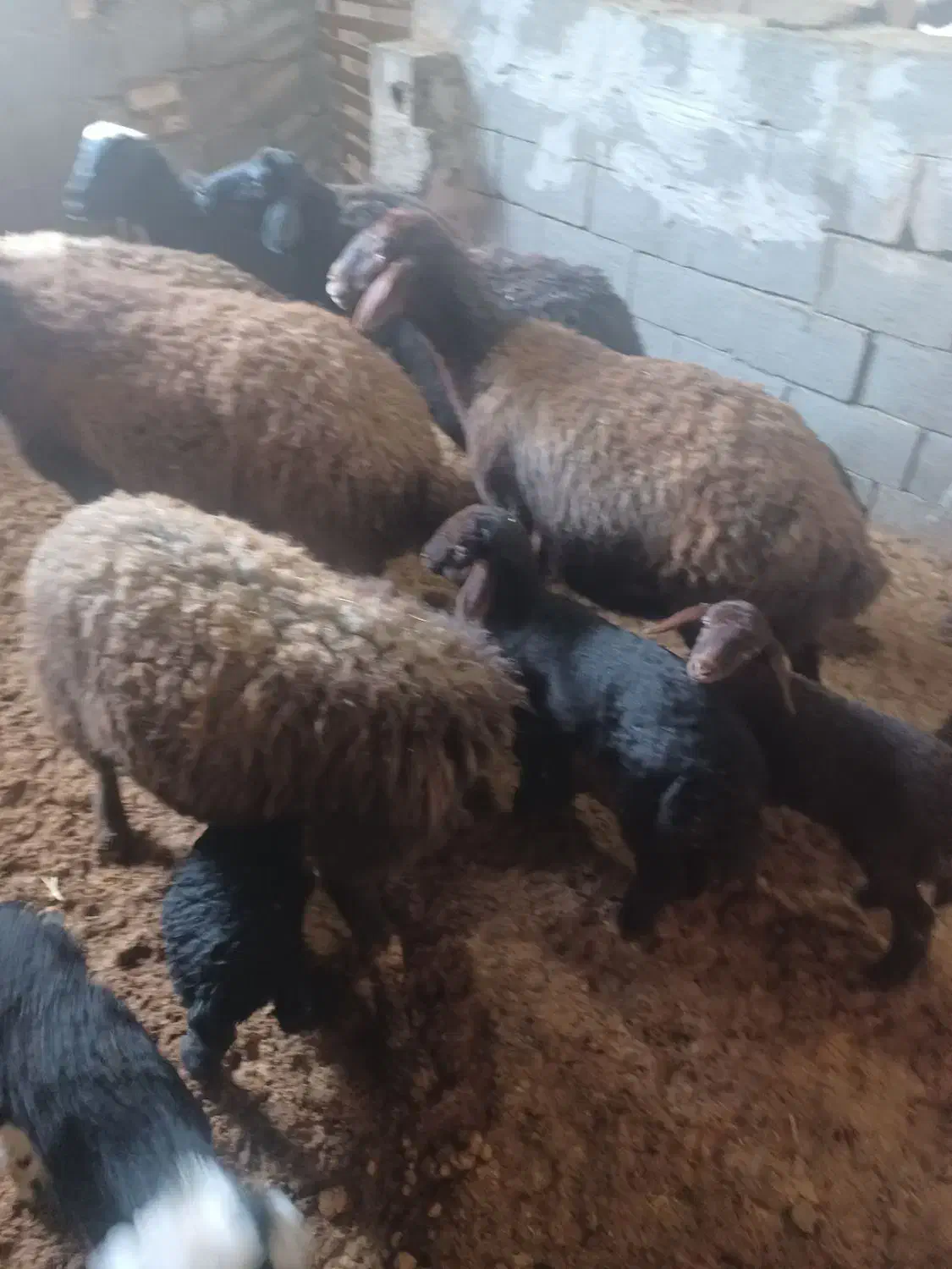 میش زاییده بره گوسفند|حیوانات مزرعه|بن, |دیوار