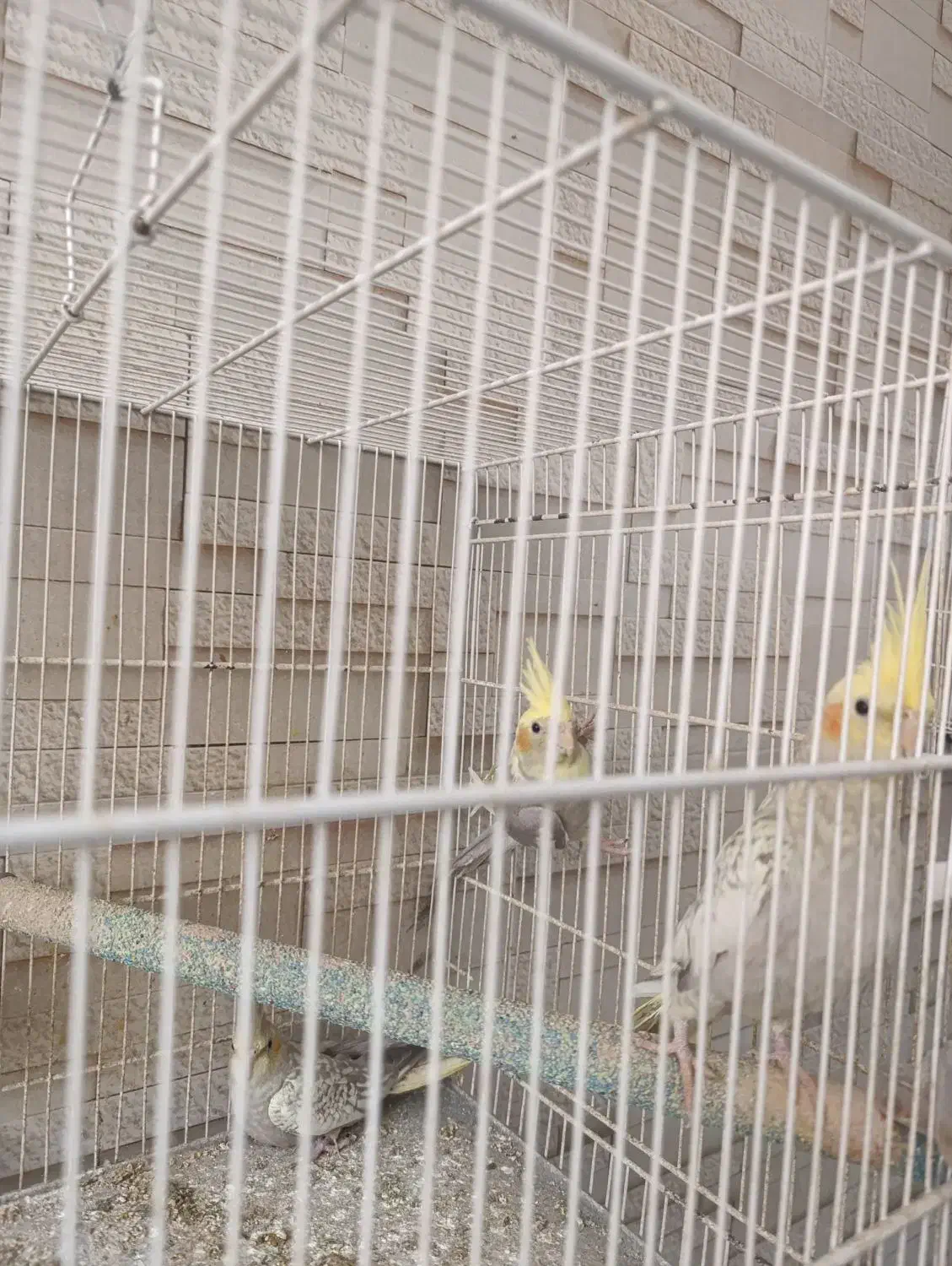 عروس هلندی|پرنده|گرگان, |دیوار