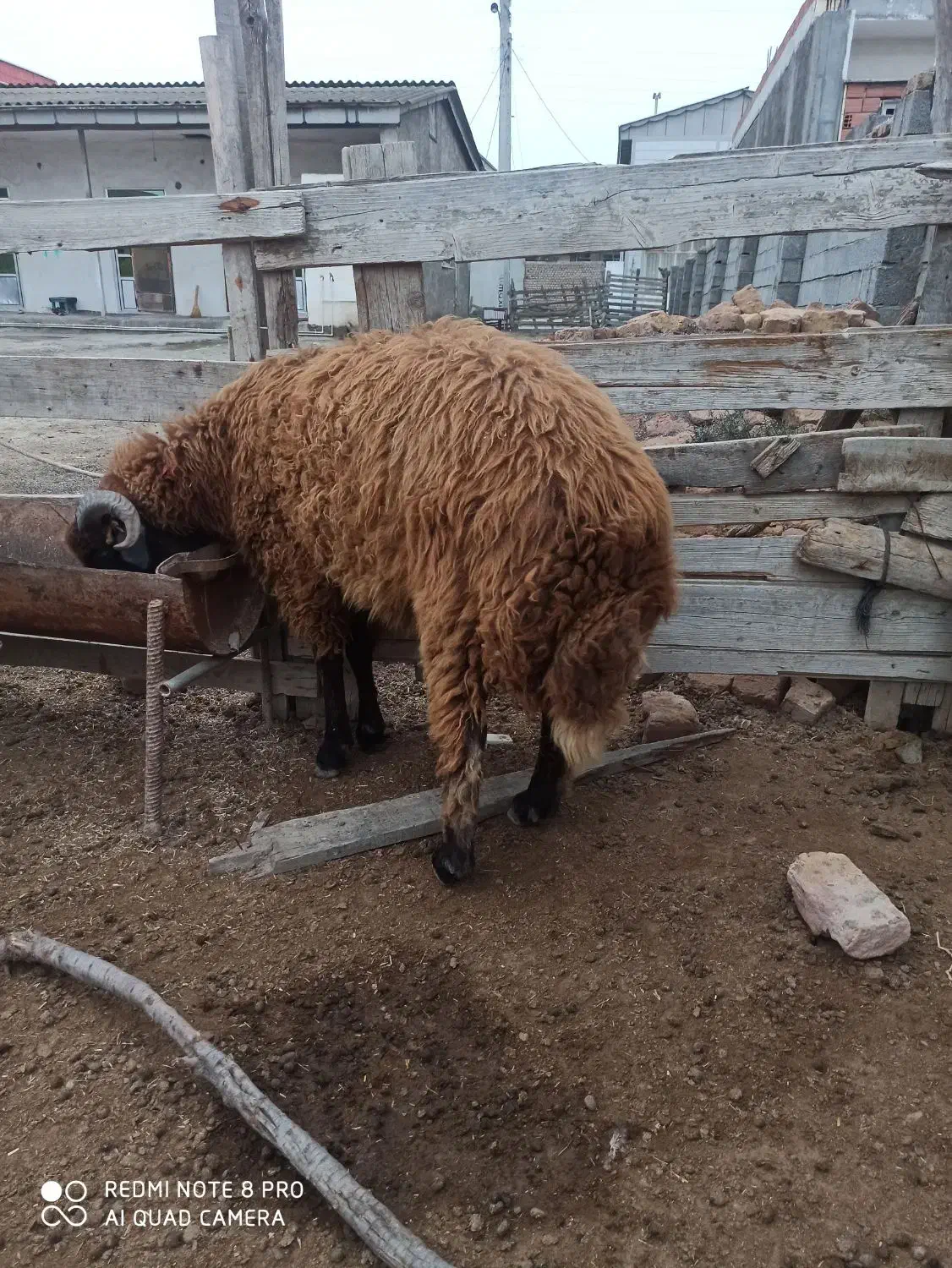 بره نر افشار|حیوانات مزرعه|گمیشان, |دیوار