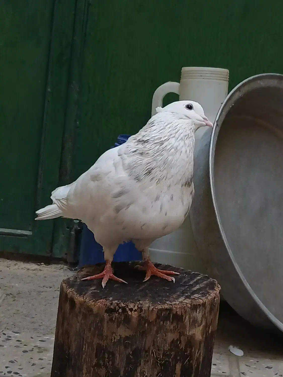 کبوتر طوق|پرنده|مریوان, |دیوار