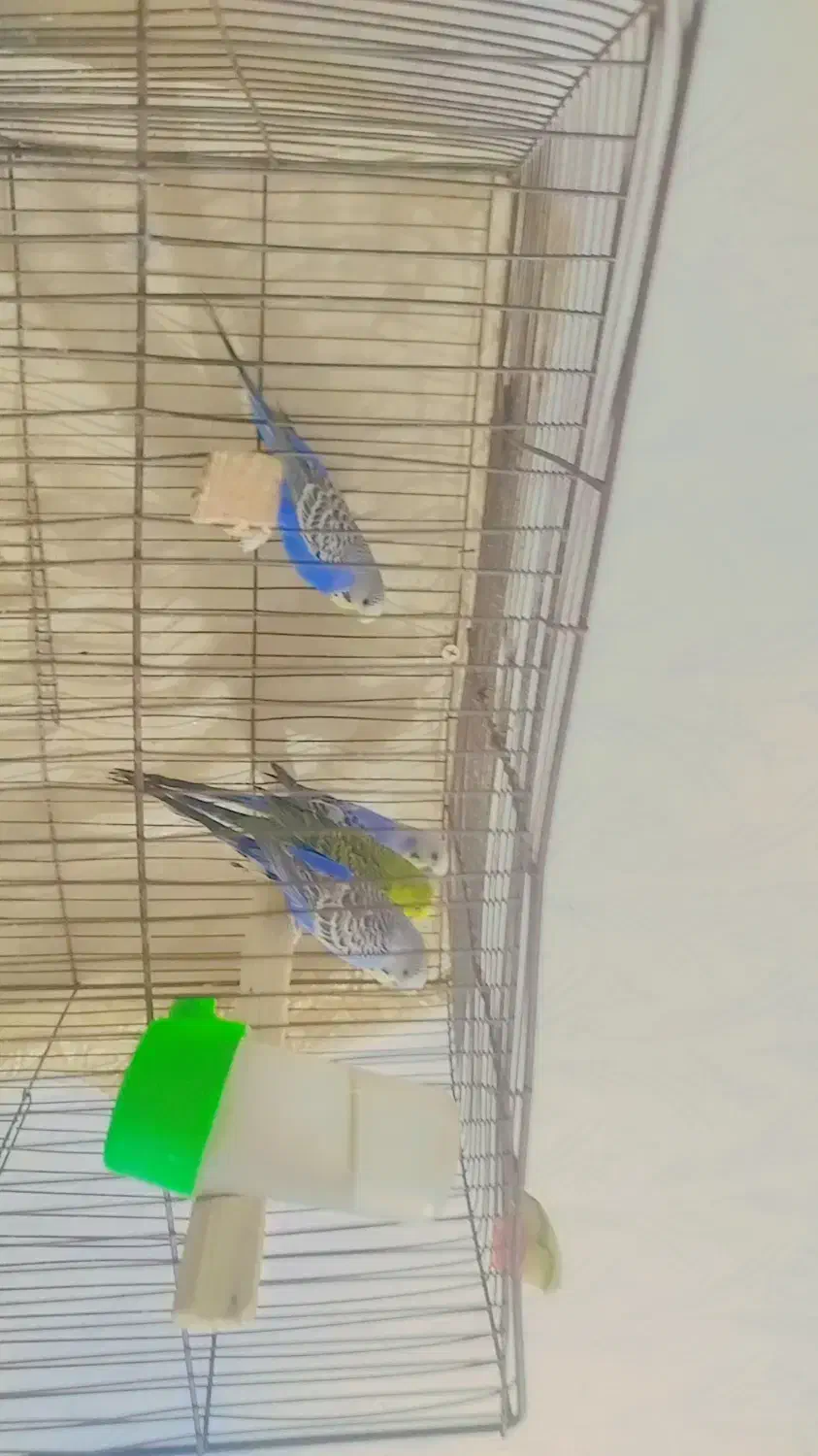 مرغ عشق|پرنده|کارون, |دیوار