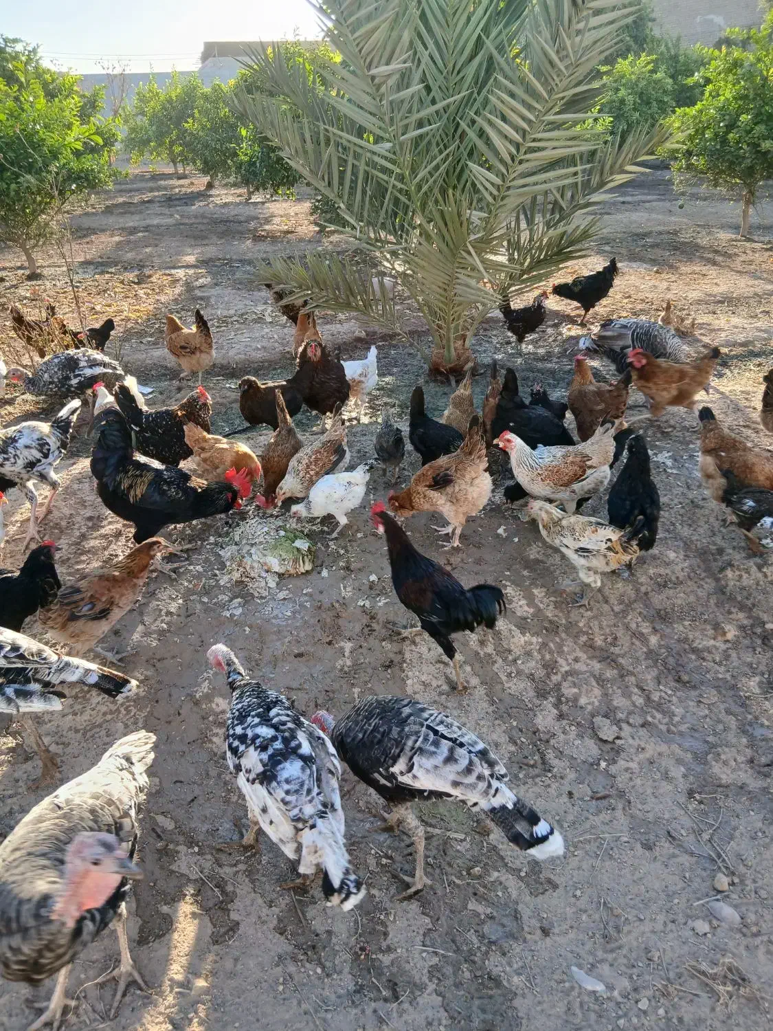 مرغ خروس و بوقلمون|حیوانات مزرعه|دزفول, |دیوار