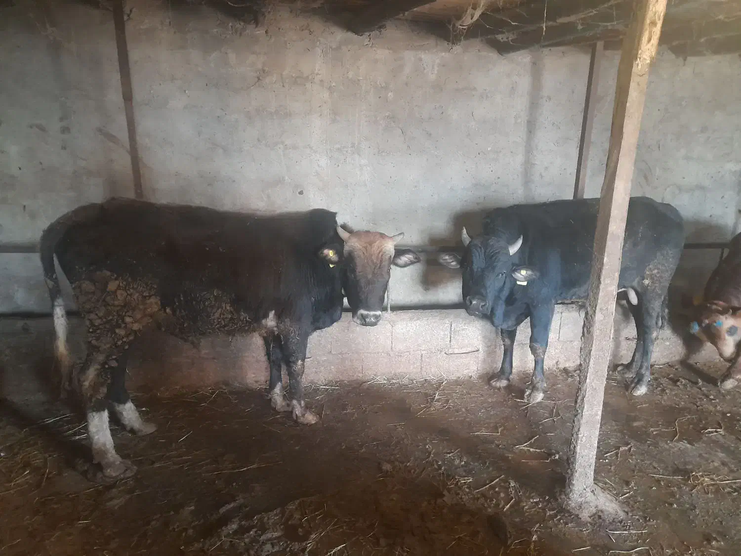 ۱۰ عدد گاو گوساله نر کردی و دورگ|حیوانات مزرعه|رستمآباد, |دیوار