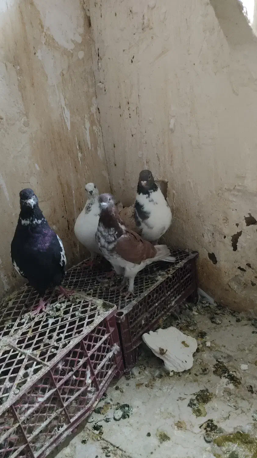 کفتر تهرانی پرشی و کینگ|پرنده|کرج, شهرک بنفشه|دیوار