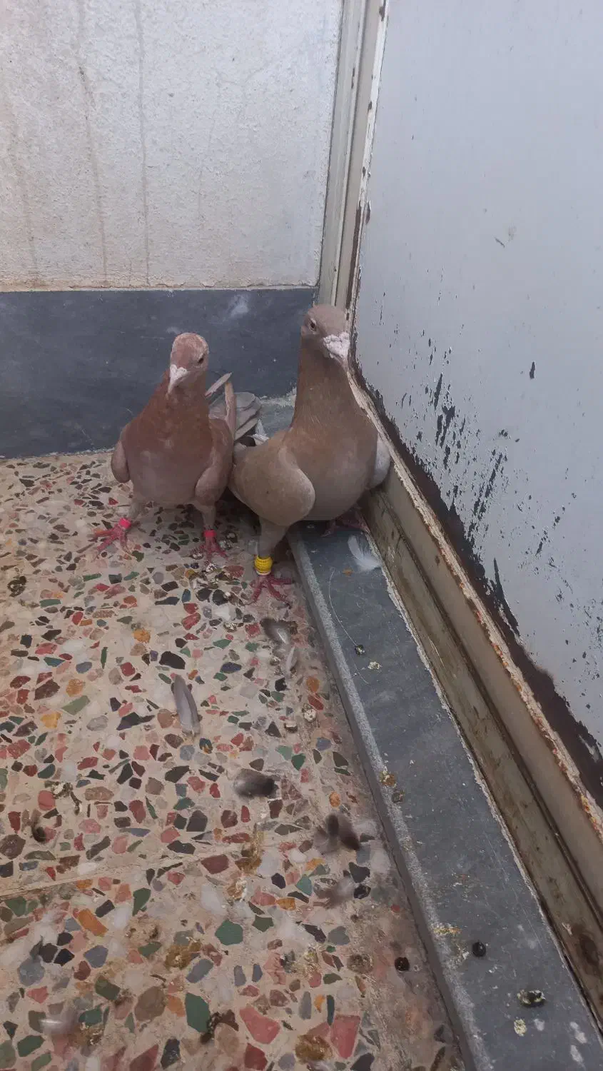 نرماده کلون|پرنده|اندیمشک, |دیوار