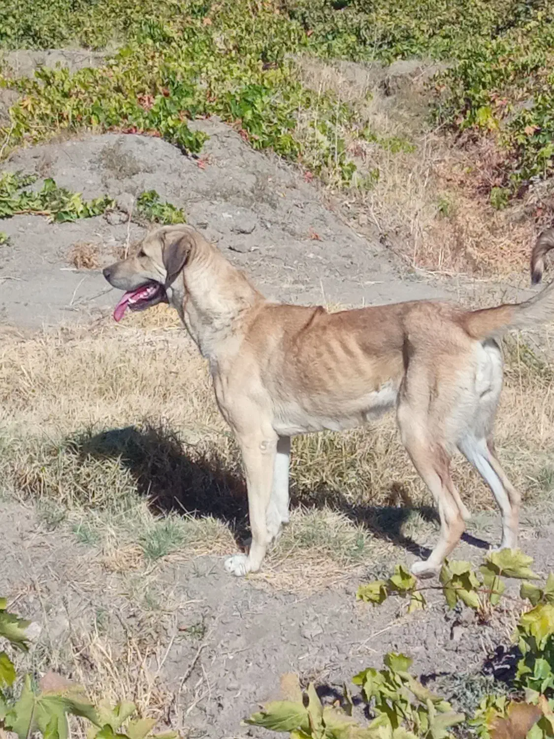 واگذاری|سگ|خنداب, |دیوار