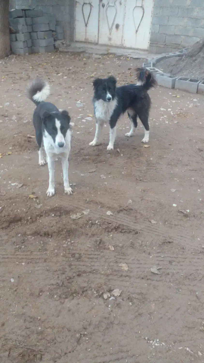 سگ نگبان|سگ|کرمانشاه, |دیوار