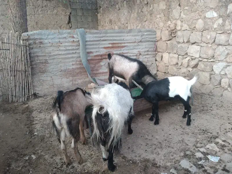 بز و نربز|حیوانات مزرعه|اندیمشک, |دیوار