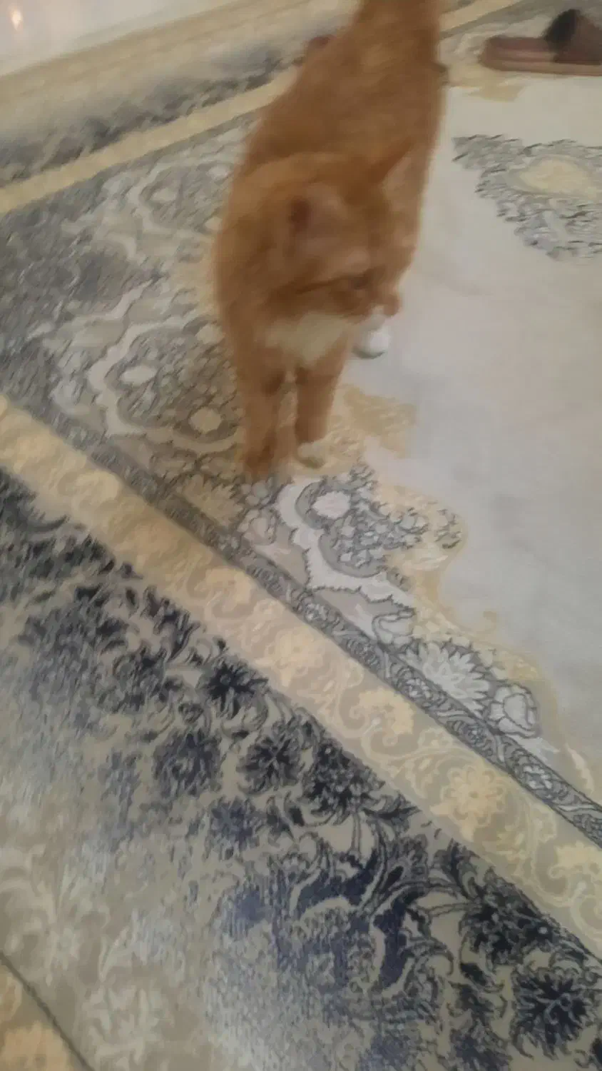 واگذاری گربه|گربه|تهران, کیانشهر|دیوار