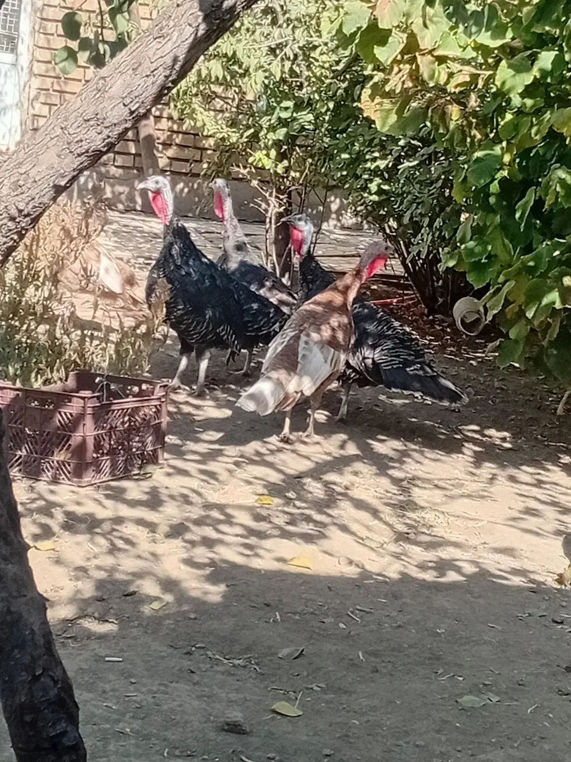 بوقلمون ماده|حیوانات مزرعه|ابهر, |دیوار