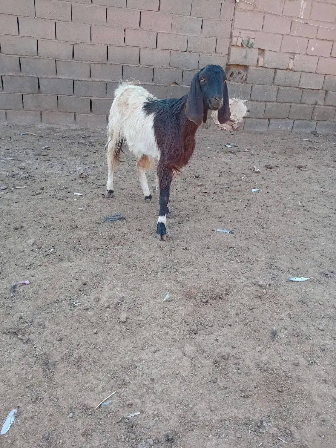 یکساله جنس دار فروشی|حیوانات مزرعه|تربت جام, معدآباد|دیوار