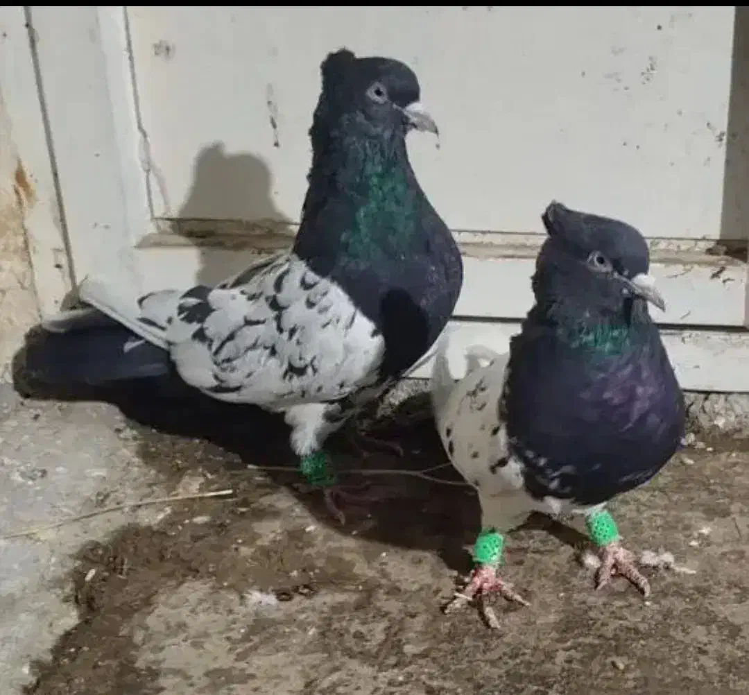 جفتی بهبهانی|پرنده|مرودشت, فرهنگ|دیوار