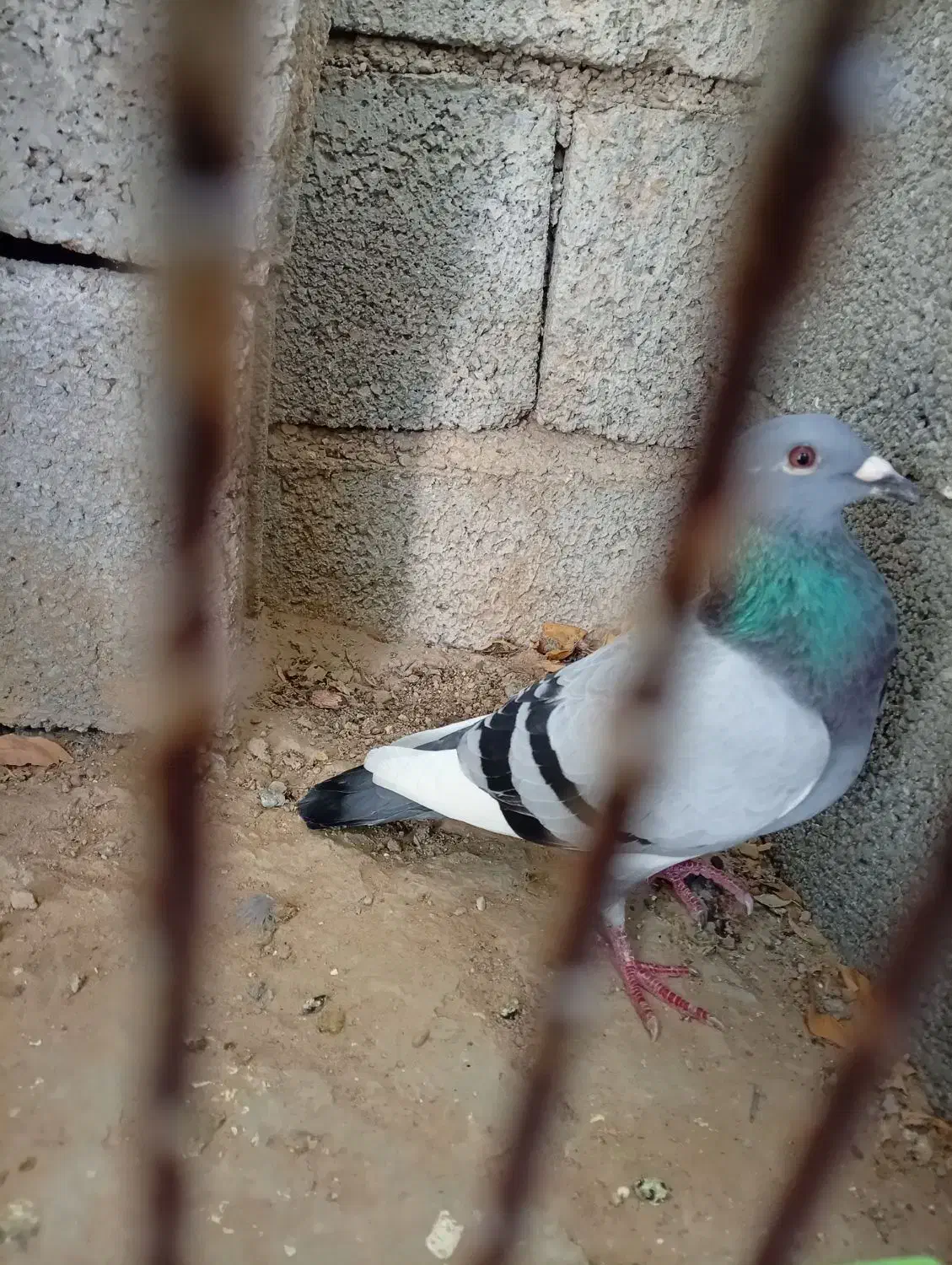 کبوتر پلاکی|پرنده|آبپخش, |دیوار