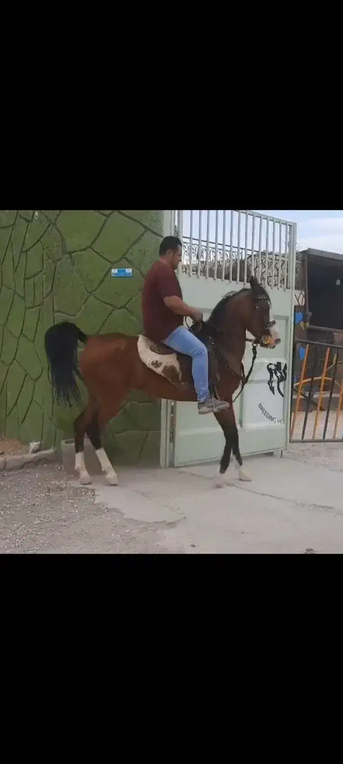 اسب|اسب و تجهیزات اسبسواری|کازرون, |دیوار