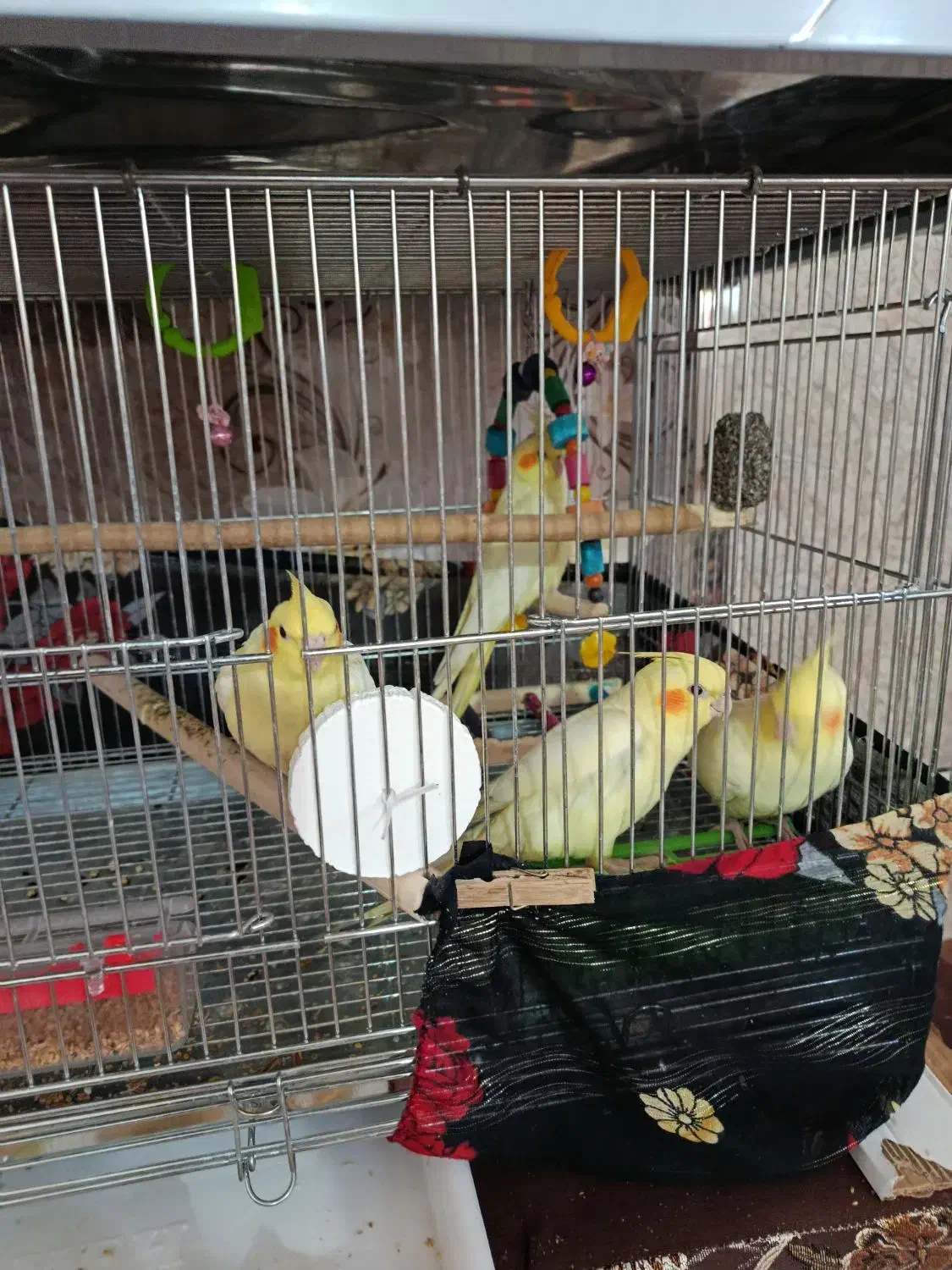 عروس هلندی  و کلوته برزیلی|پرنده|سراوان, |دیوار