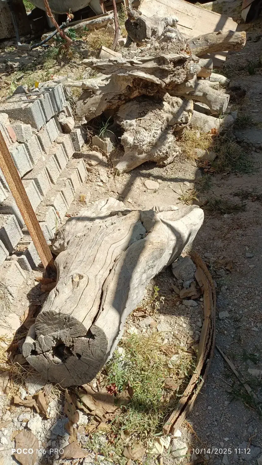 تنه خشک درخت جهت ذغال|خدمات باغبانی و درختکاری|پردیس, کمرد|دیوار