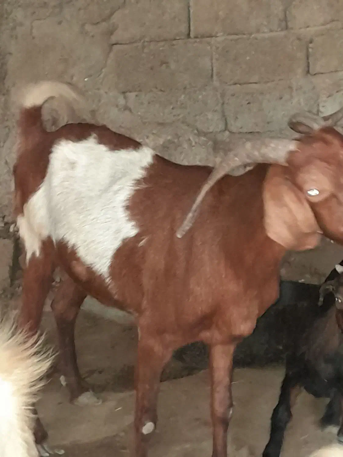 بزخوب و چاق 10000000|حیوانات مزرعه|بند زرک, |دیوار