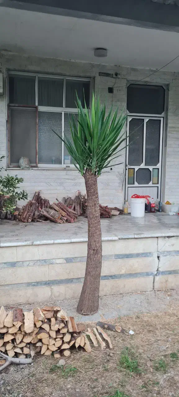 درخت یوکا پنج ساله|گل و گیاه طبیعی|ساری, |دیوار