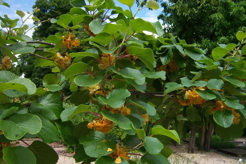 فروش نهال کیوی سه ساله هایوارد خونی|گل و گیاه طبیعی|اسالم, |دیوار