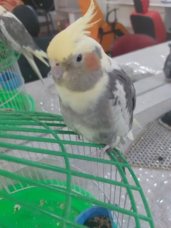 پرنده|پرنده|مرند, |دیوار