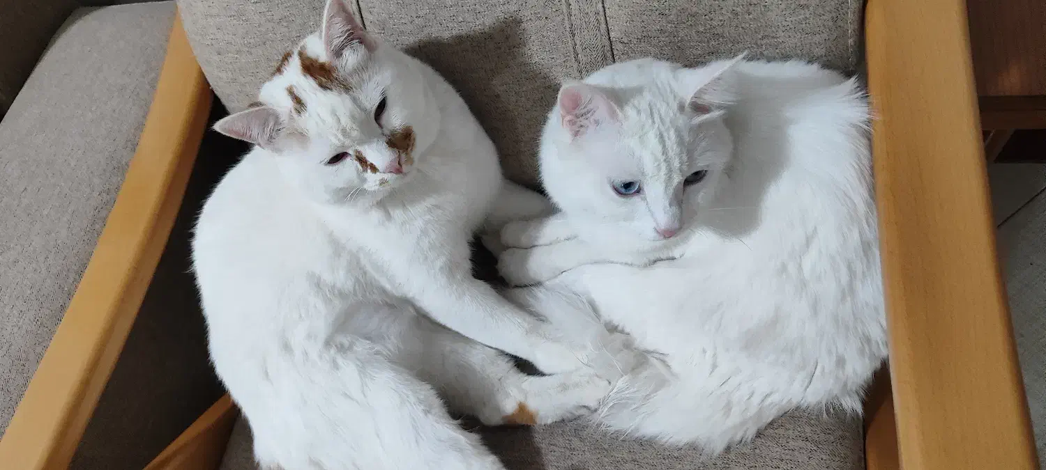 گربه گمشده|حیوانات|صدرا-فارس, فاز ۱|دیوار