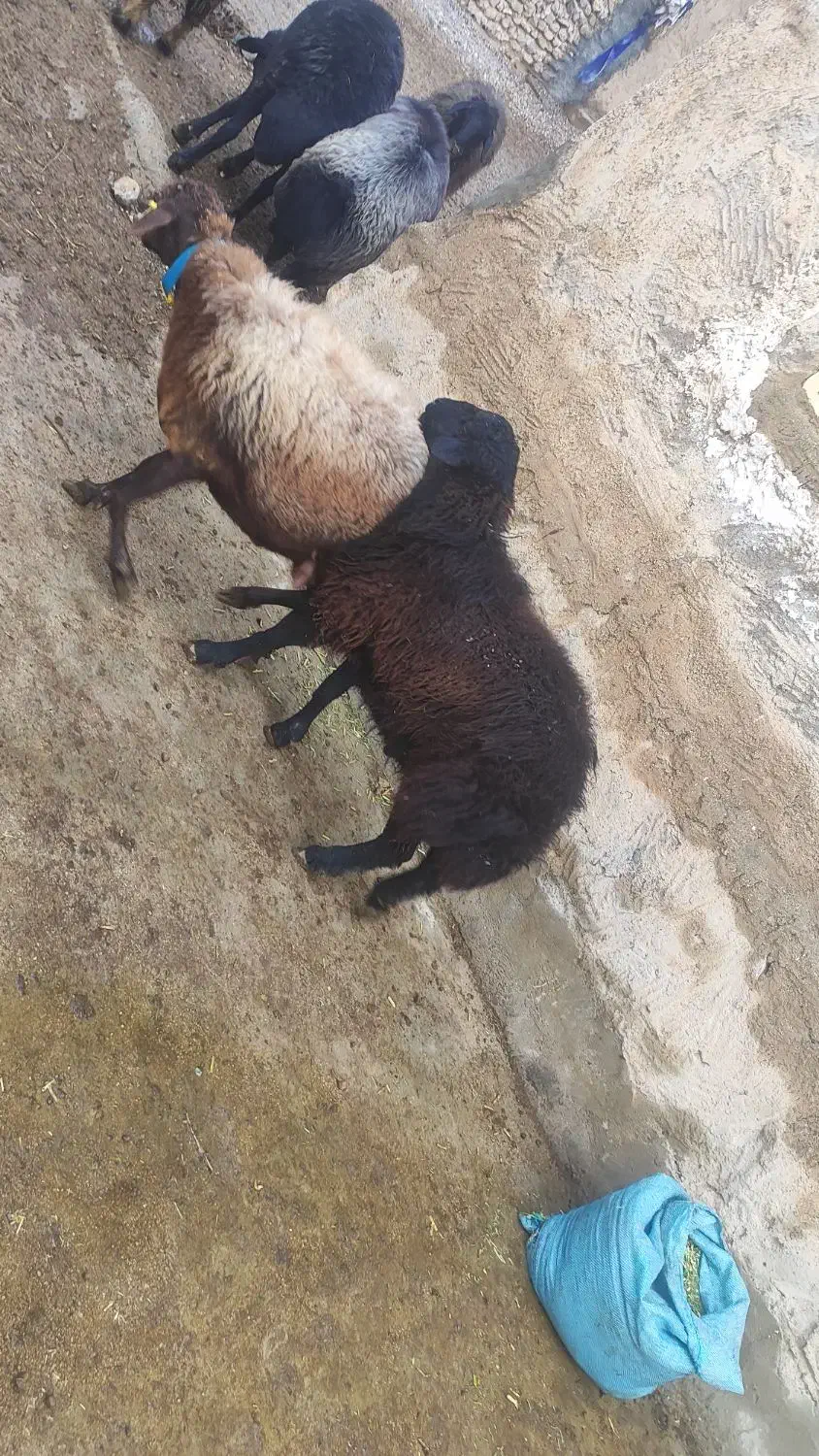 بره قوچ ژندار هترو مشکی و قرمز|حیوانات مزرعه|یاسوج, |دیوار